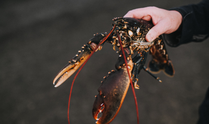 Fresh seafood  across England’s coast