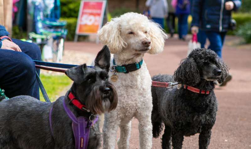 Visit Hornsea Village: Family Fun, Shopping & Days Out on the East Yorkshire Coast 