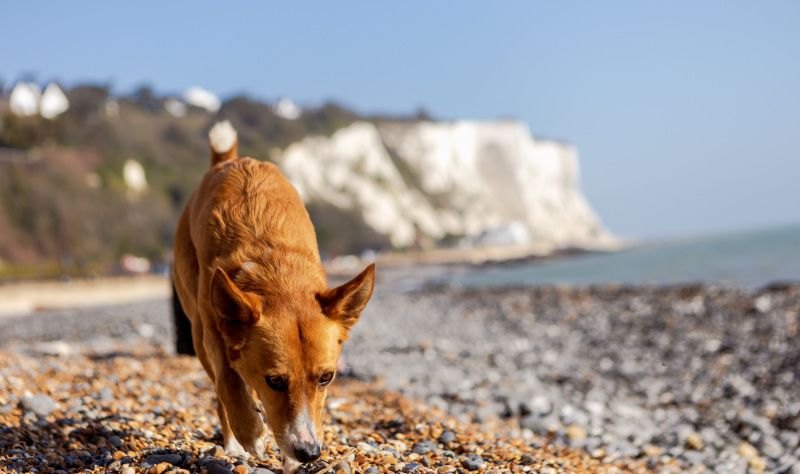 Reconnect in White Cliffs Country Kent!