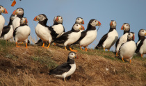 Dave Gray's Puffin Cruises 