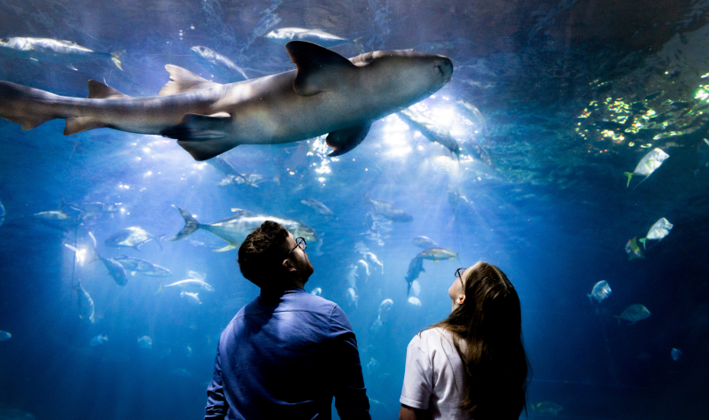 48 hours in Plymouth: Sea, city, and coastal adventure 