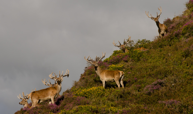 Find incredible coastal views and great places to eat on the North Devon coast