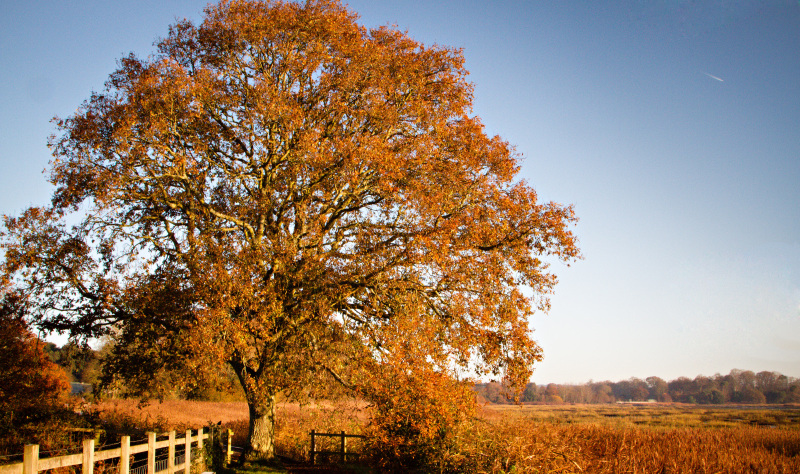 Plan your perfect autumnal getaway to Bournemouth, Christchurch and Poole.