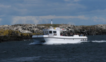 Serenity Farne Island Boat Tours